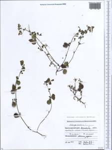 Medicago orbicularis (L.)Bartal., Caucasus, Krasnodar Krai & Adygea (K1a) (Russia)