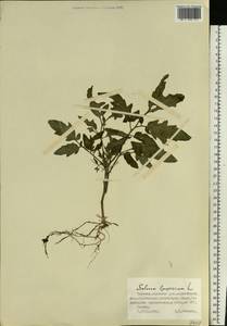 Solanum lycopersicum L., Eastern Europe, Northern region (E1) (Russia)