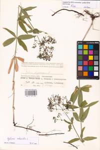 Galium rubioides L., Eastern Europe, Lower Volga region (E9) (Russia)