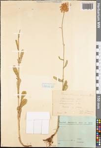 Leucanthemum vulgare Lam., Eastern Europe, Central forest region (E5) (Russia)