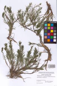 Artemisia salsoloides Willd., Eastern Europe, Eastern region (E10) (Russia)