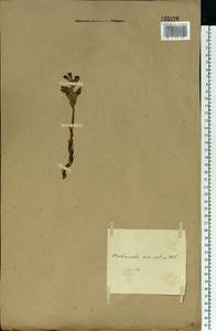 Phelipanche purpurea (Jacq.) Soják, Eastern Europe (no precise locality) (E0) (Not classified)