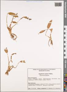 Sagittaria natans Pall., Siberia, Western Siberia (S1) (Russia)