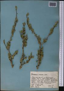 Rhamnus integrifolia DC., Middle Asia, Western Tian Shan & Karatau (M3) (Kazakhstan)