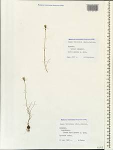 Gagea bulbifera (Pall.) Salisb., Caucasus, Armenia (K5) (Armenia)