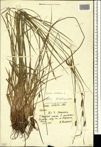 Carex distans L., Crimea (KRYM) (Russia)