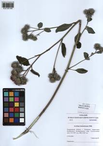 Arctium tomentosum Mill., Siberia, Altai & Sayany Mountains (S2) (Russia)