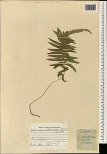 Cyclosorus interruptus (Willd.) H. Itô, South Asia, South Asia (Asia outside ex-Soviet states and Mongolia) (ASIA) (Japan)