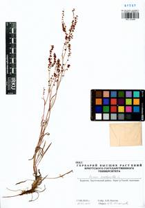 Rumex acetosella L., Siberia, Baikal & Transbaikal region (S4) (Russia)