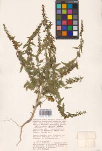 Blitum virgatum subsp. virgatum, Eastern Europe, Lower Volga region (E9) (Russia)