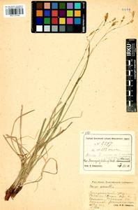 Carex arnellii Christ ex Scheutz, Siberia, Altai & Sayany Mountains (S2) (Russia)