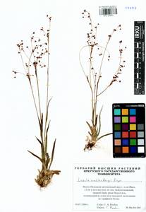 Luzula wahlenbergii Rupr., Siberia, Western Siberia (S1) (Russia)
