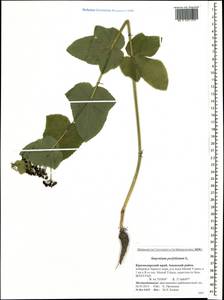 Smyrnium perfoliatum L., Caucasus, Krasnodar Krai & Adygea (K1a) (Russia)