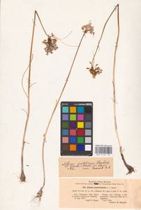 Allium podolicum Blocki ex Racib. & Szafer, Eastern Europe, North Ukrainian region (E11) (Ukraine)