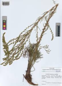 Artemisia bargusinensis Spreng., Siberia, Altai & Sayany Mountains (S2) (Russia)