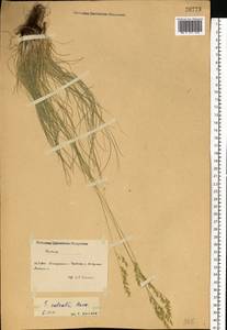 Festuca valesiaca Schleich. ex Gaudin, Eastern Europe, South Ukrainian region (E12) (Ukraine)