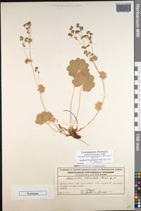 Alchemilla propinqua H. Lindb. ex Juz., Eastern Europe, Middle Volga region (E8) (Russia)