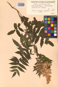 Sorbaria sorbifolia (L.) A. Braun, Siberia, Russian Far East (S6) (Russia)