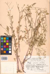 Rorippa sylvestris (L.) Besser, Eastern Europe, Moscow region (E4a) (Russia)