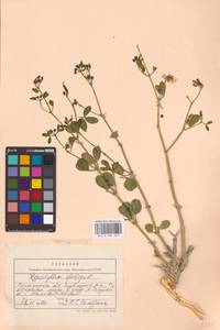 Zygophyllum fabago L., Eastern Europe, Lower Volga region (E9) (Russia)