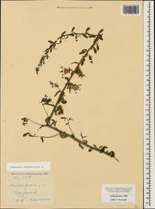 Campanula rapunculoides L., Caucasus, Azerbaijan (K6) (Azerbaijan)