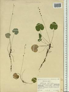 Mitella nuda L., Siberia, Russian Far East (S6) (Russia)
