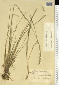 Lolium multiflorum Lam., Eastern Europe, Moscow region (E4a) (Russia)