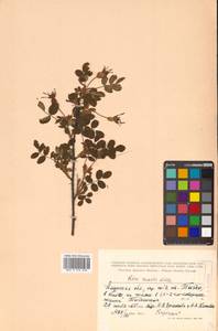 Rosa acicularis Lindl., Siberia, Russian Far East (S6) (Russia)