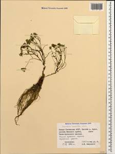 Corydalis conorhiza Ledeb., Caucasus, North Ossetia, Ingushetia & Chechnya (K1c) (Russia)