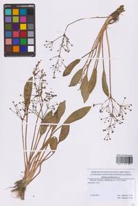 Alisma gramineum Lej., Eastern Europe, Moscow region (E4a) (Russia)