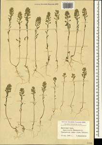 Alyssum hirsutum M.Bieb., Crimea (KRYM) (Russia)