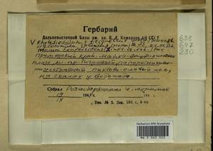 Hylocomium splendens (Hedw.) Schimp., Bryophytes, Bryophytes - Russian Far East (excl. Chukotka & Kamchatka) (B20) (Russia)