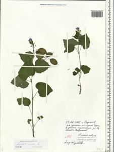 Lunaria annua L., Eastern Europe, Lower Volga region (E9) (Russia)