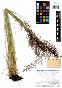 Agrostis vinealis Schreb., Siberia, Baikal & Transbaikal region (S4) (Russia)