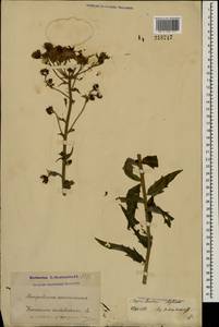 Hieracium umbellatum L., Eastern Europe, Moscow region (E4a) (Russia)