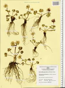 Ranunculus glacialis L., Eastern Europe, Northern region (E1) (Russia)