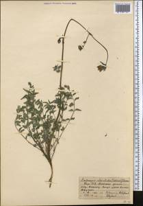 Codonopsis clematidea (Schrenk) C.B.Clarke, Middle Asia, Pamir & Pamiro-Alai (M2) (Kyrgyzstan)