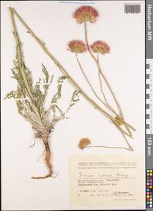 Jurinea cretacea Bunge, Eastern Europe, Lower Volga region (E9) (Russia)