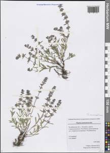 Thymus pannonicus All., Eastern Europe, Eastern region (E10) (Russia)