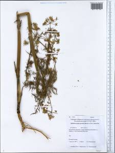 Sphallerocarpus gracilis (Besser ex Trevis.) Koso-Pol., Siberia, Baikal & Transbaikal region (S4) (Russia)