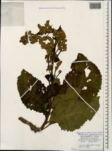 Verbascum pyramidatum M. Bieb., Caucasus, Krasnodar Krai & Adygea (K1a) (Russia)