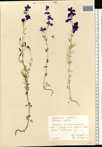 Delphinium consolida subsp. consolida, Eastern Europe, South Ukrainian region (E12) (Ukraine)