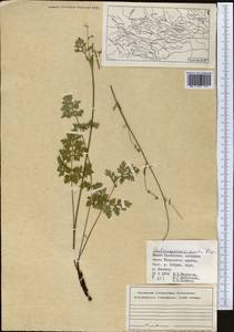 Aulacospermum simplex Rupr., Middle Asia, Western Tian Shan & Karatau (M3) (Kazakhstan)