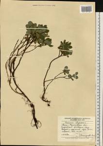 Vaccinium uliginosum L., Eastern Europe, West Ukrainian region (E13) (Ukraine)