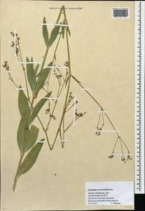 Gypsophila scorzonerifolia Ser., Eastern Europe, Moscow region (E4a) (Russia)