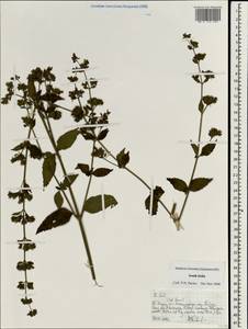 Lamiaceae, South Asia, South Asia (Asia outside ex-Soviet states and Mongolia) (ASIA) (India)