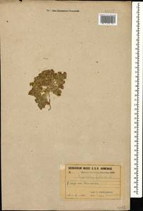 Euphorbia falcata L., Caucasus, Armenia (K5) (Armenia)