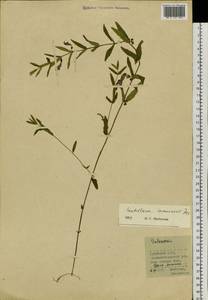 Scutellaria regeliana var. ikonnikovii (Juz.) C.Y.Wu & H.W.Li, Siberia, Baikal & Transbaikal region (S4) (Russia)