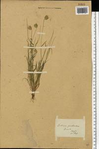 Eremopyrum triticeum (Gaertn.) Nevski, Eastern Europe, Lower Volga region (E9) (Russia)