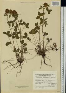 Trifolium pratense L., Eastern Europe, South Ukrainian region (E12) (Ukraine)